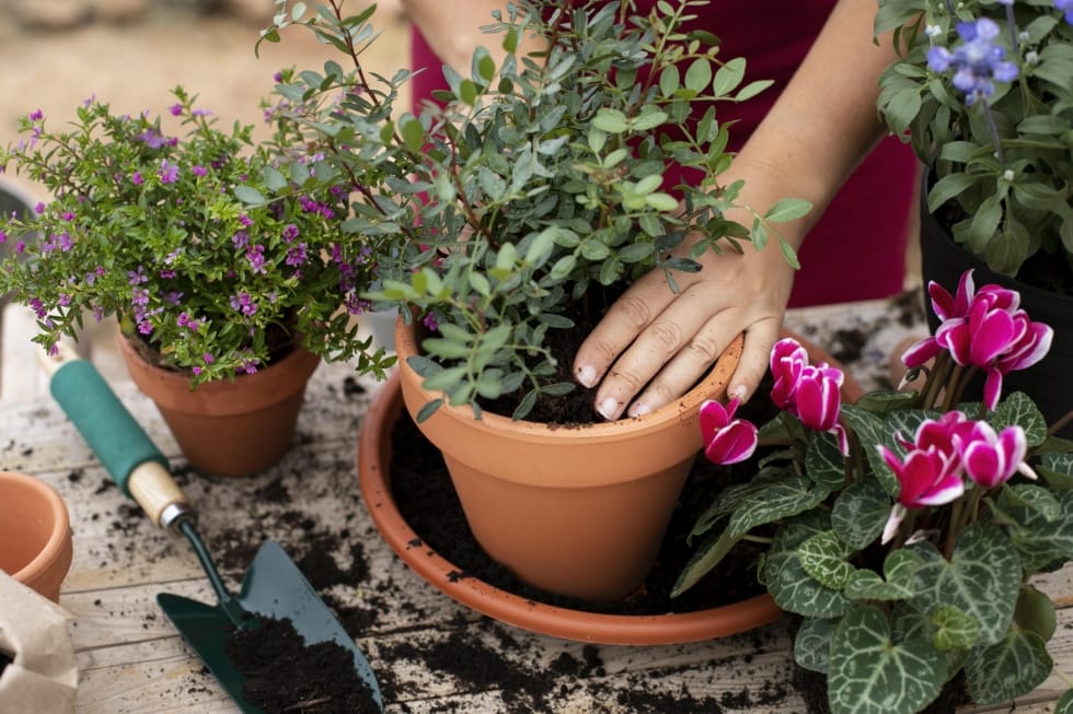 horta em apartamento plantar temperos
