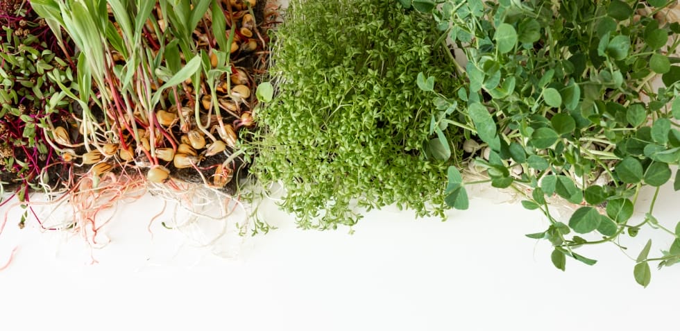 horta em apartamento temperos e ervas