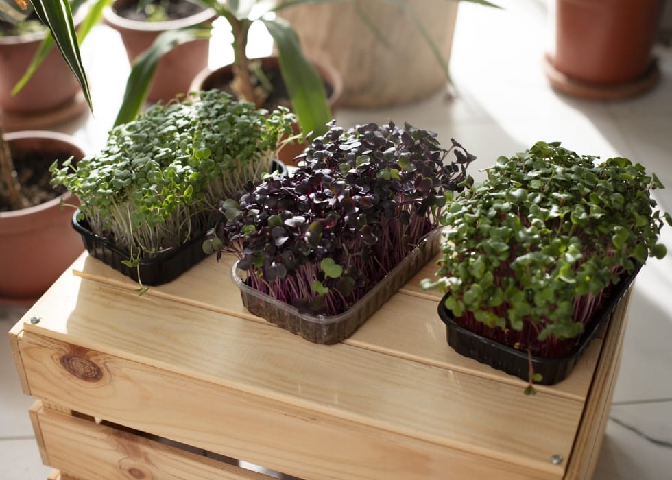 horta em apartamentos bandejas de comida
